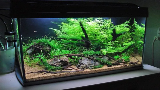 How to Make a Planted Aquarium Step by Step: A Comprehensive Guide for Beginners