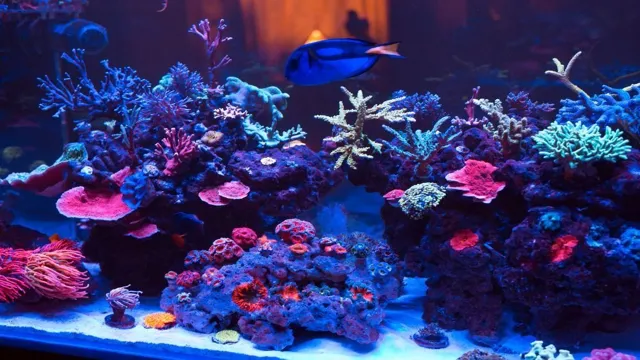 How to Make a Refugium for Saltwater Aquarium: A Step-by-Step Guide