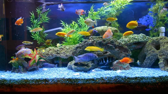 How to Make a Sealed Aquarium: A Step-by-Step Guide for Beginners