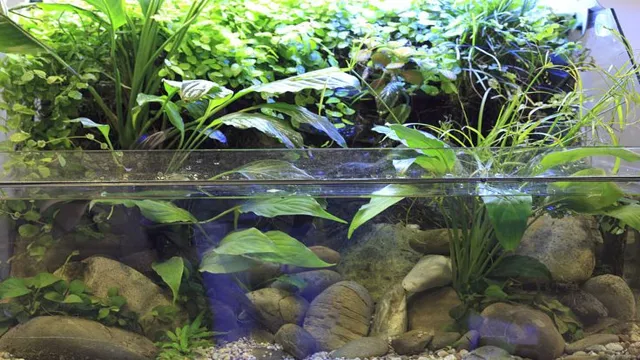 How to Make a Self-Sustaining Aquarium in Your Garden: A Step-by-Step Guide