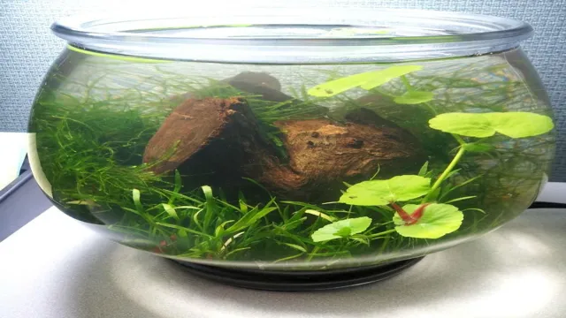 How to Make a Self Sustaining Ecosystem Aquarium: A Complete Guide