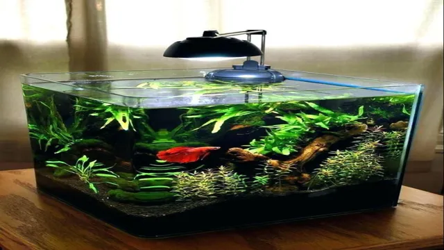 How to Make a Small Aquarium Community: A Step-by-Step Guide for Beginners