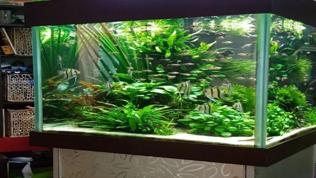 How to Make a Small Aquarium Community: A Comprehensive Guide for Beginners