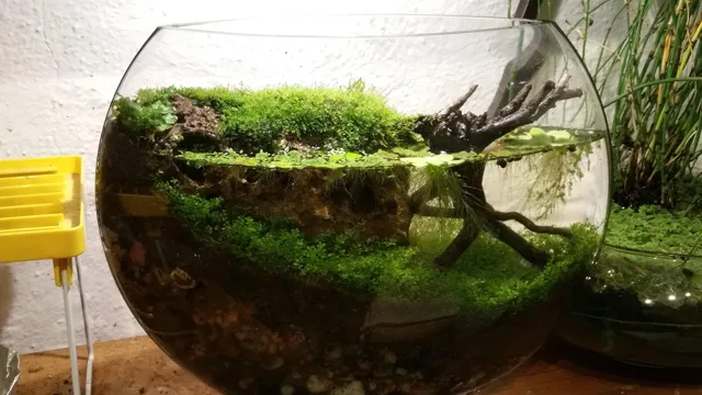 how to make a small aquarium ecosystem