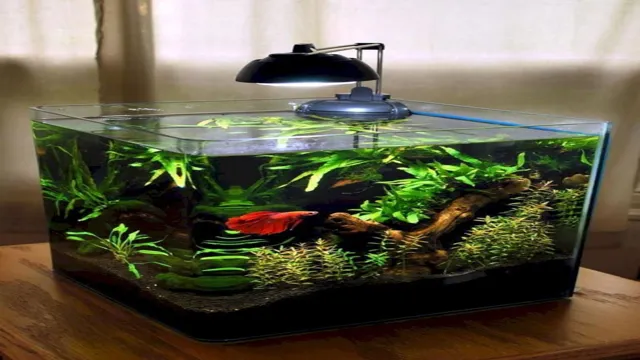 How to Make a Small Fish Aquarium: Step-by-Step Guide for Beginners