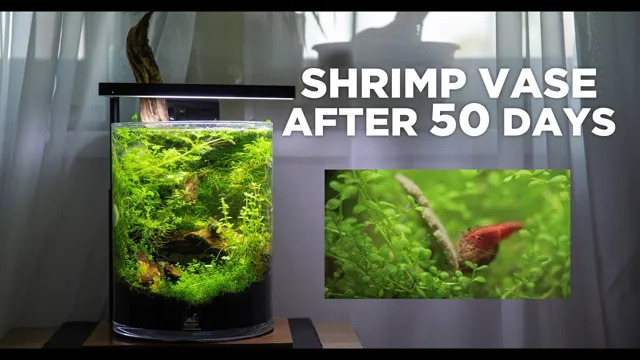 How to Make a Small Shrimp Aquarium: A Step-by-Step Guide for Beginners