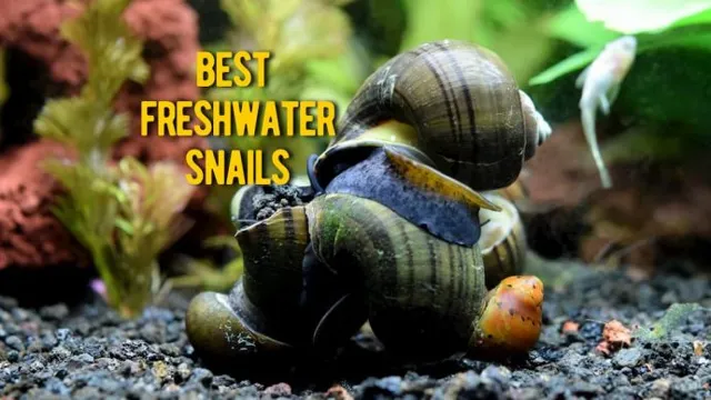 how to make a snail aquarium