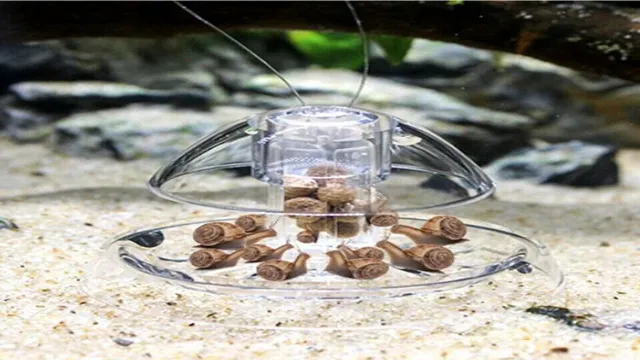 how to make a snail trap aquarium