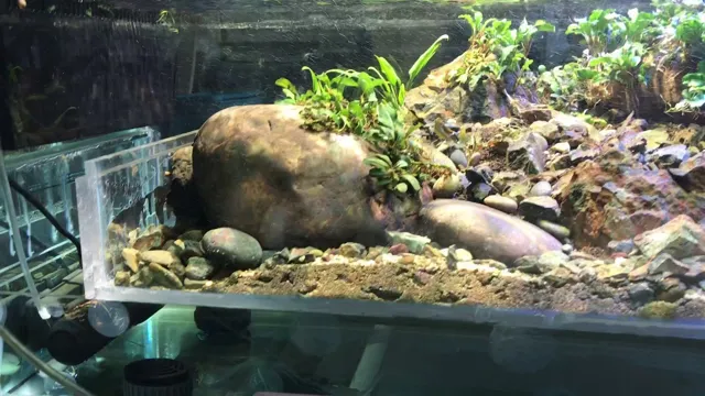 How to Make a Stream Themed Aquarium: Tips and Ideas for Creating a Natural Aquatic Habitat