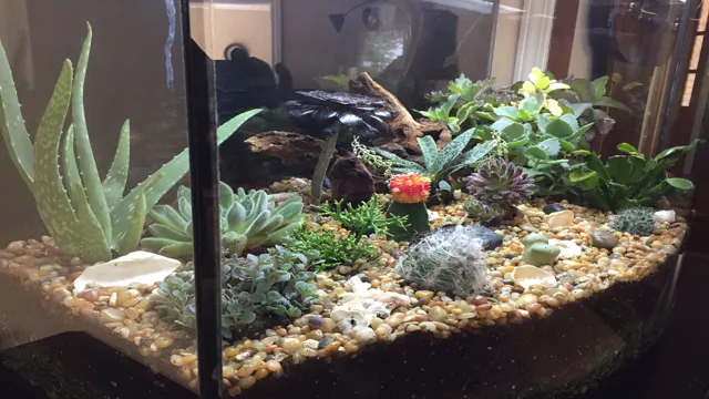 how to make a succulent aquarium