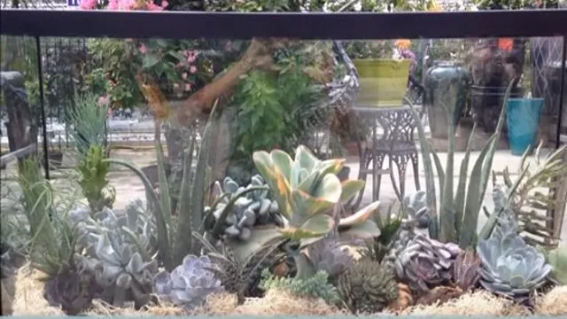 how to make a succulent aquarium