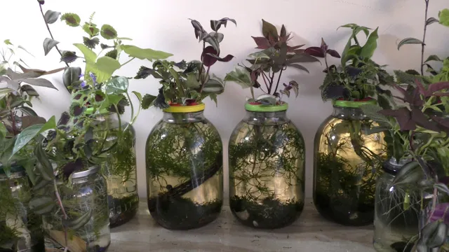 How to Make a Sustainable Aquarium: Tips and Tricks for Eco-Friendly Fishkeeping