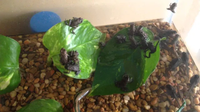 how to make a tadpole aquarium