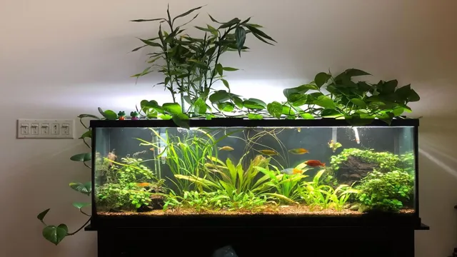 How to Make a Terrarium in a 55 Gallon Aquarium: Step-by-Step Guide