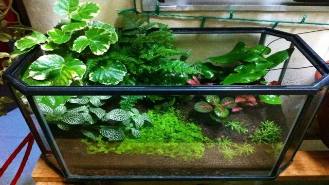 How to Make a Terrarium Out of an Old Aquarium: A Green DIY Project