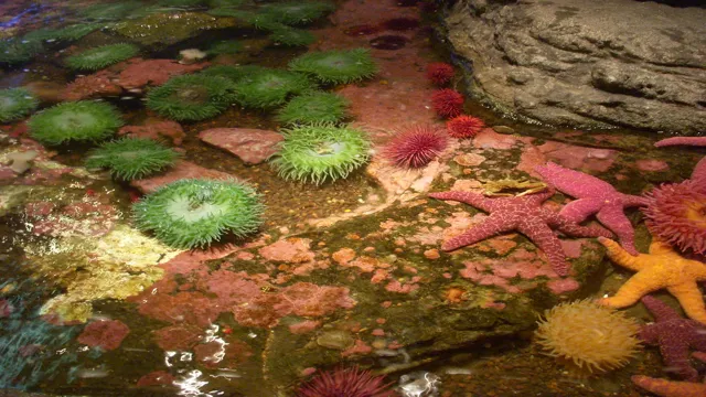 How to Make a Tide Pool Aquarium: A Step-by-Step Guide for Beginners