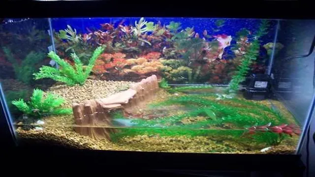 How to Make a Toad Habitat in an Aquarium: A Step-by-Step Guide for Beginners