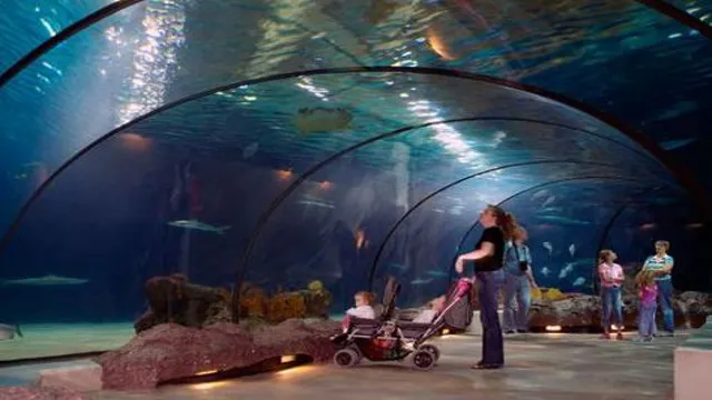 How to Make a Tunnel from One Aquarium to Another: A Step-by-Step Guide