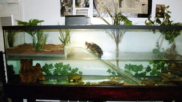 How to Make a Turtle Aquarium Home: Step-by-Step Guide to Creating the Perfect Habitat