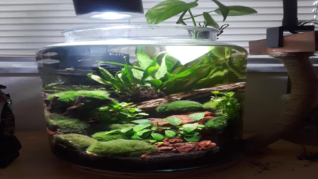 How to Make a Water Area in Aquarium Terrarium: Step-by-Step Guide