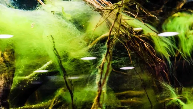 how to make algae grow in aquarium