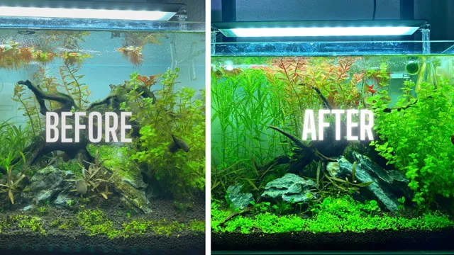 How to Make Algae Grow in Aquarium: Tips and Tricks for Healthy Algae Growth