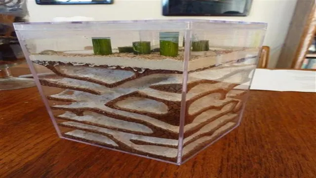 how to make an ant farm out of an aquarium