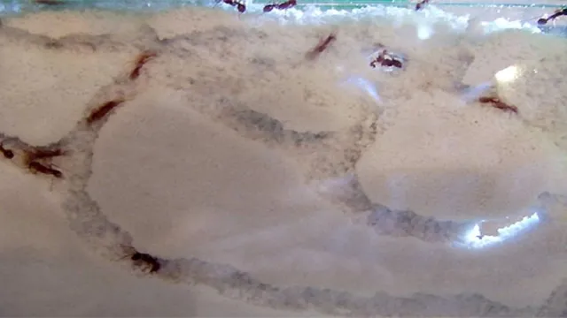 How to Make an Ant Farm out of an Aquarium: A Step-by-Step Guide for Beginners