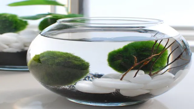 how to make an aquarium amarimo moss ball