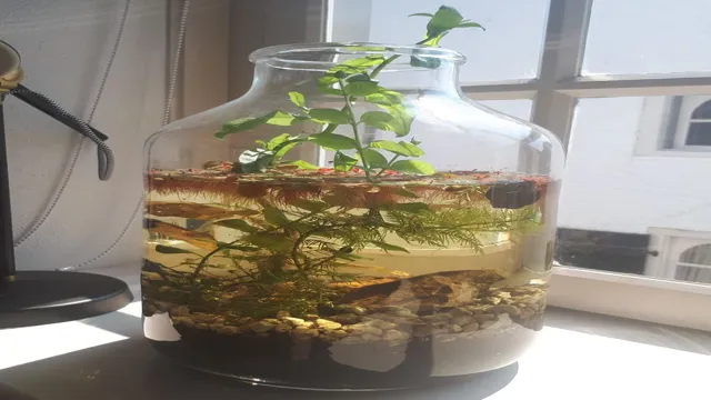 how to make an aquarium ecosystem in a bottle
