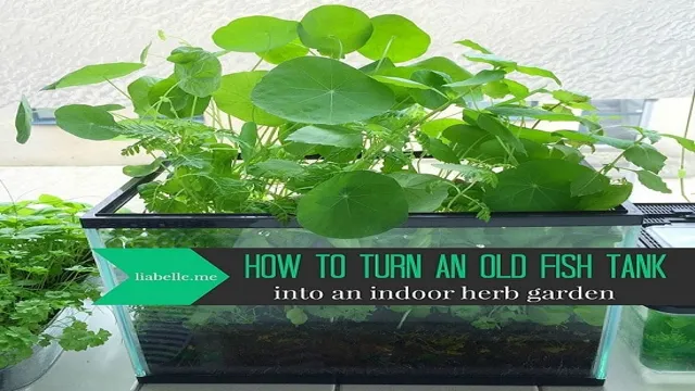 how to make an aquarium herb garden