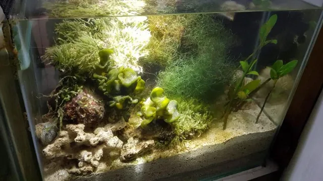 how to make an aquarium refugium