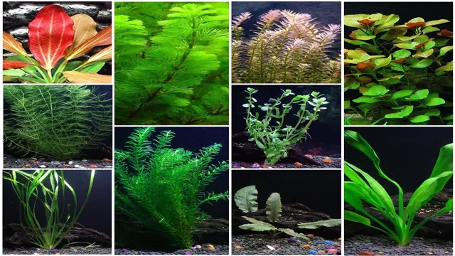 how to make an aquarium with live plants