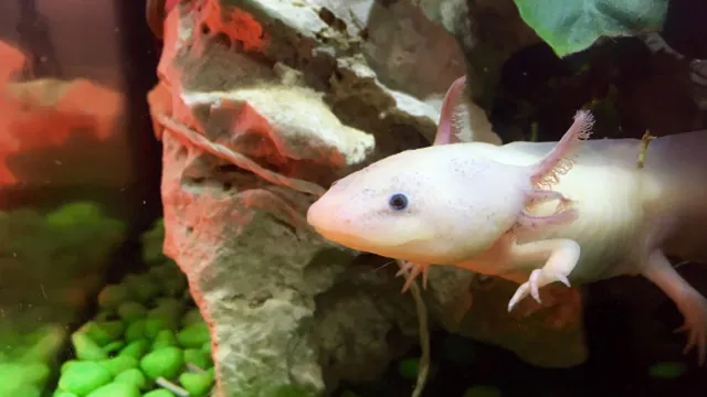 How to Make an Axolotl Aquarium: A Beginner’s Guide to Creating the Perfect Habitat