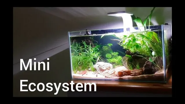 how to make an ecosystem in an aquarium
