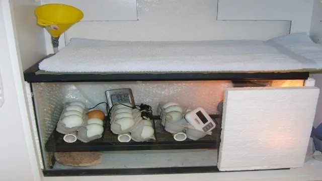 how to make an incubator for chicken eggs aquarium