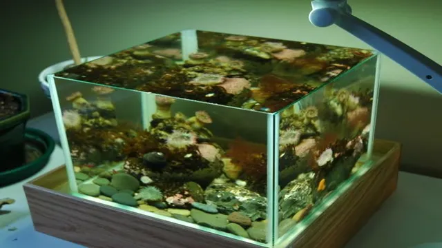 How to Make Angled Aquariums: Tips and Techniques for Creating a Unique Fish Tank Design