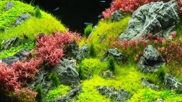 how to make aquarium carpet plants grow faster