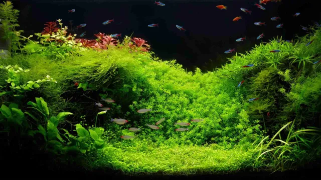 How to Make Aquarium Carpet Plants Grow Faster: 10 Proven Tips