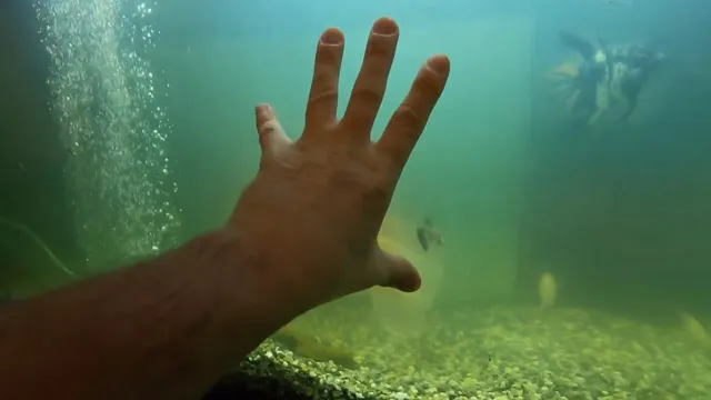 how to make aquarium green water