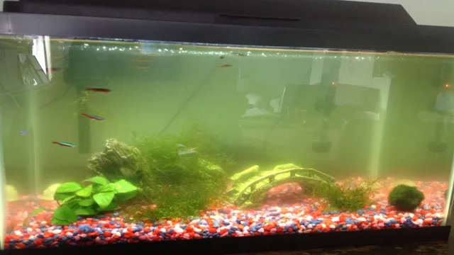 How to Make Aquarium Green Water Clear: Tips and Tricks