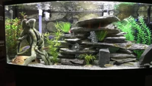 how to make aquarium look beautiful