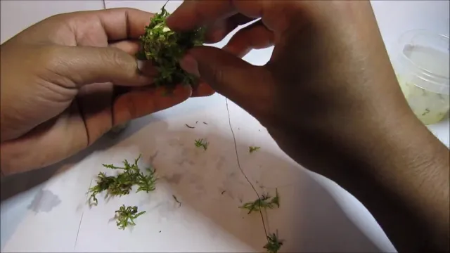 how to make aquarium moss balls spread