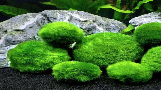 how to make aquarium moss grow faster