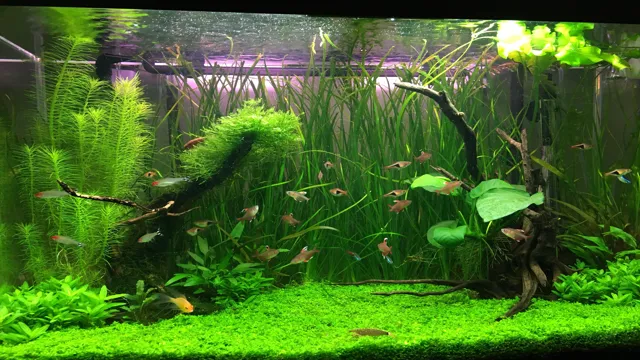 How to Make Aquarium Plant Tank Stunning: Tips and Tricks