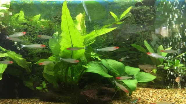 how to make aquarium plants grow better