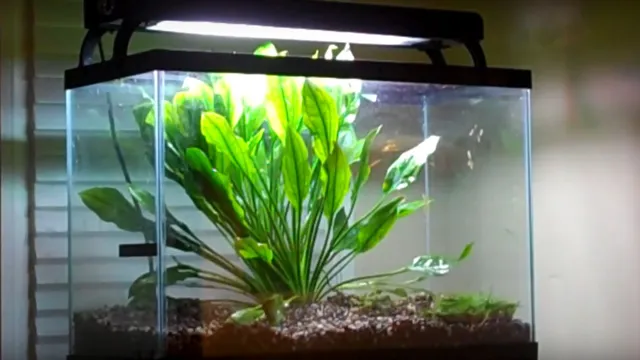 how to make aquarium plants grow fast