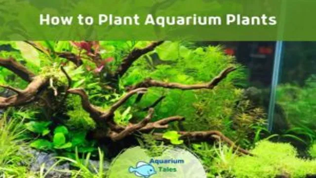 how to make aquarium plants safe