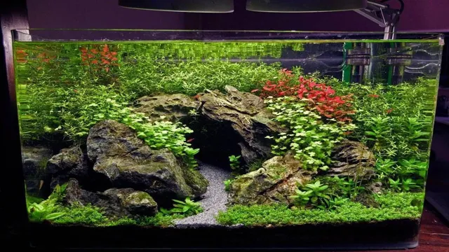 How to Make Aquarium Rock Caves: A Step-by-Step Guide with Tips and Ideas