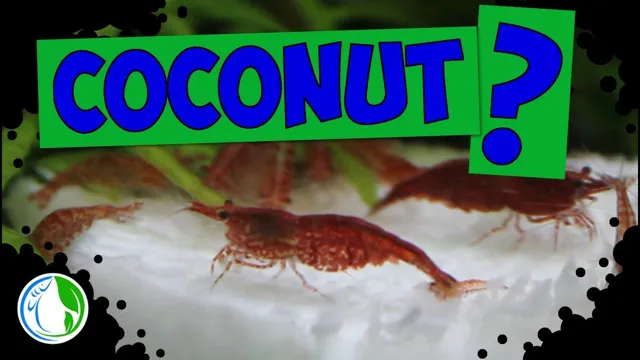 how to make aquarium shrimp food